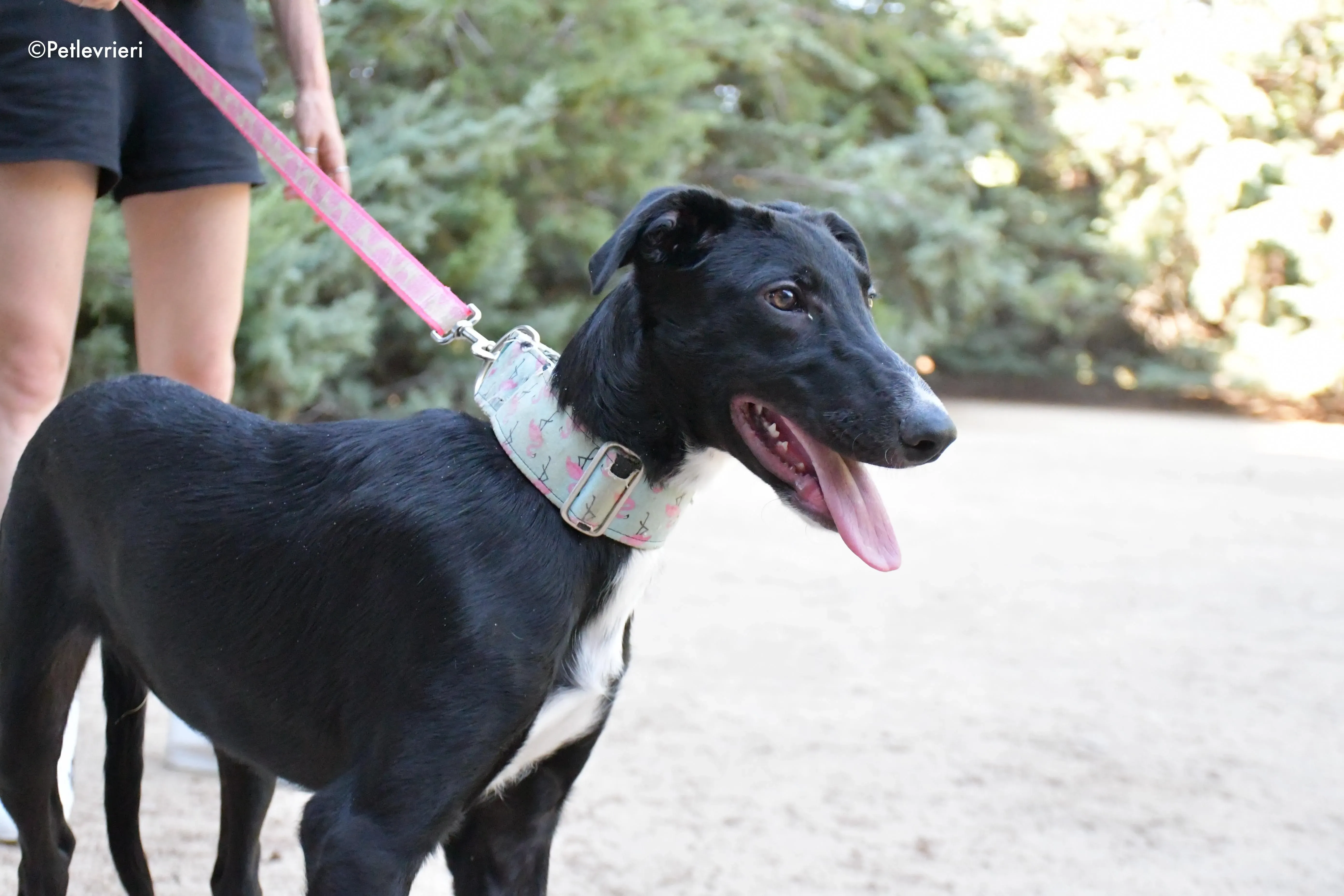 black adozione levrieri galgo 9