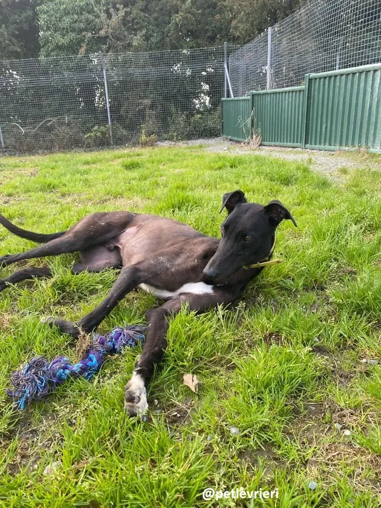 blackie adozione greyhound 1