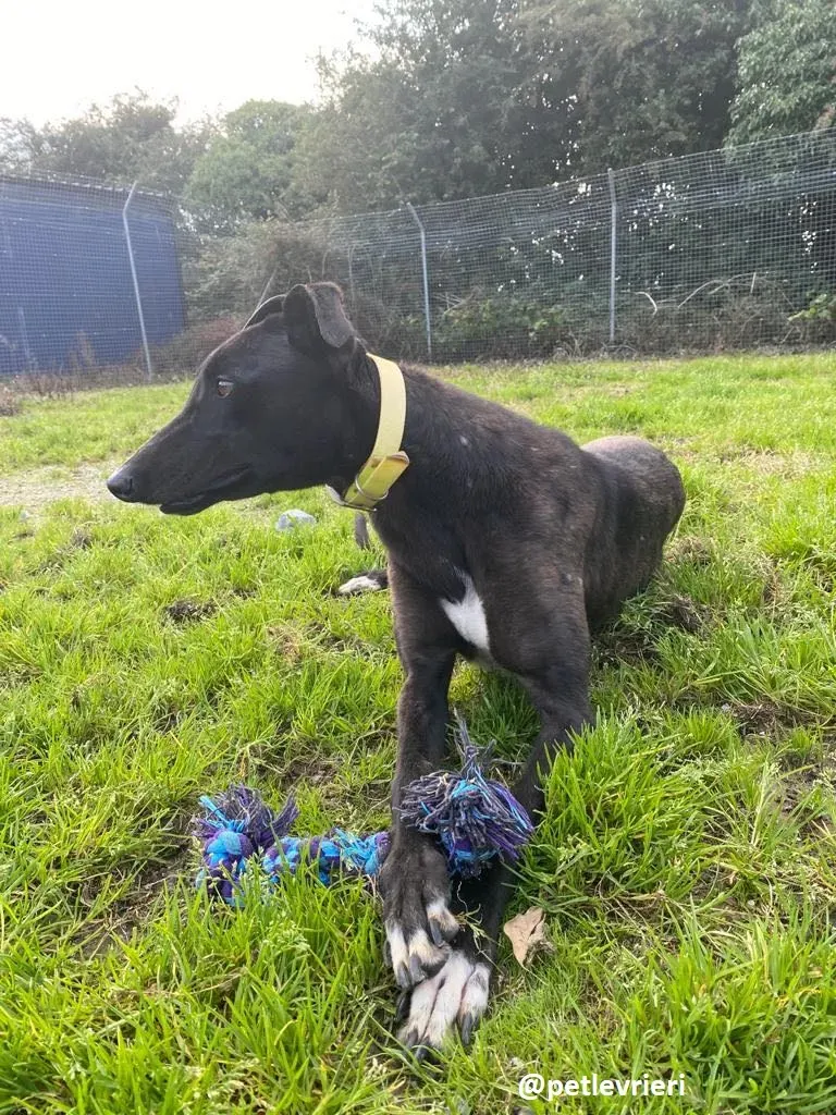 blackie adozione greyhound