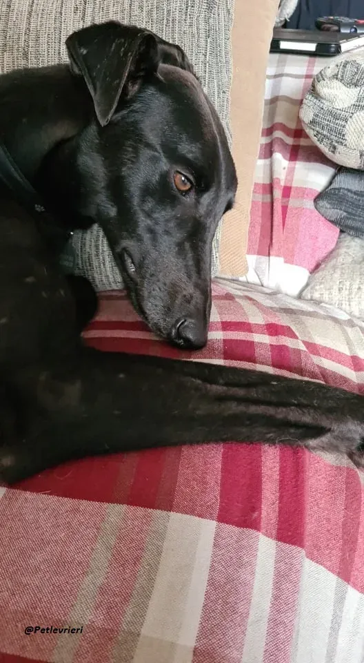 blackie fosterhome adozione levrieri blackdog 1