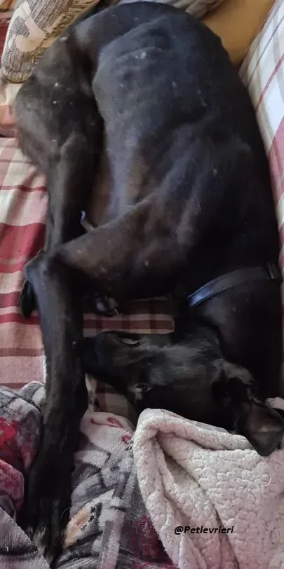 blackie fosterhome adozione levrieri blackdog 2