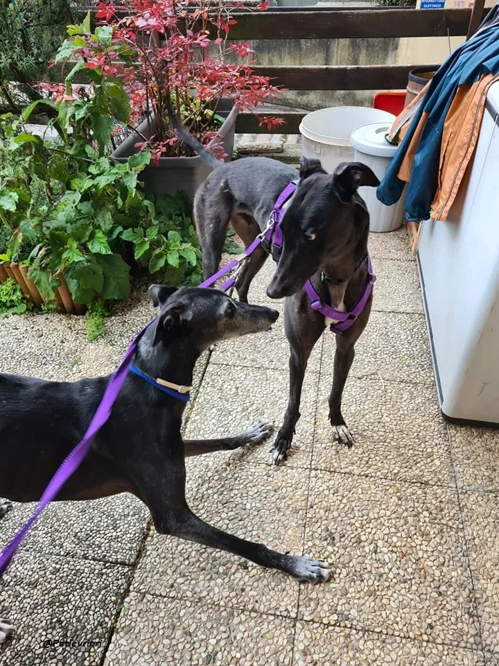 blackie fosterhome adozione levrieri blackdog 3