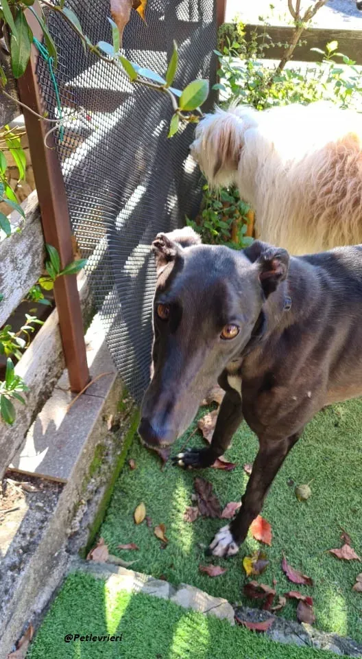 blackie fosterhome adozione levrieri blackdog 4