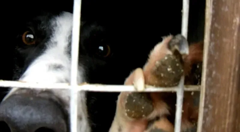 blackwhiteboy middlecompound.jpgoriginal