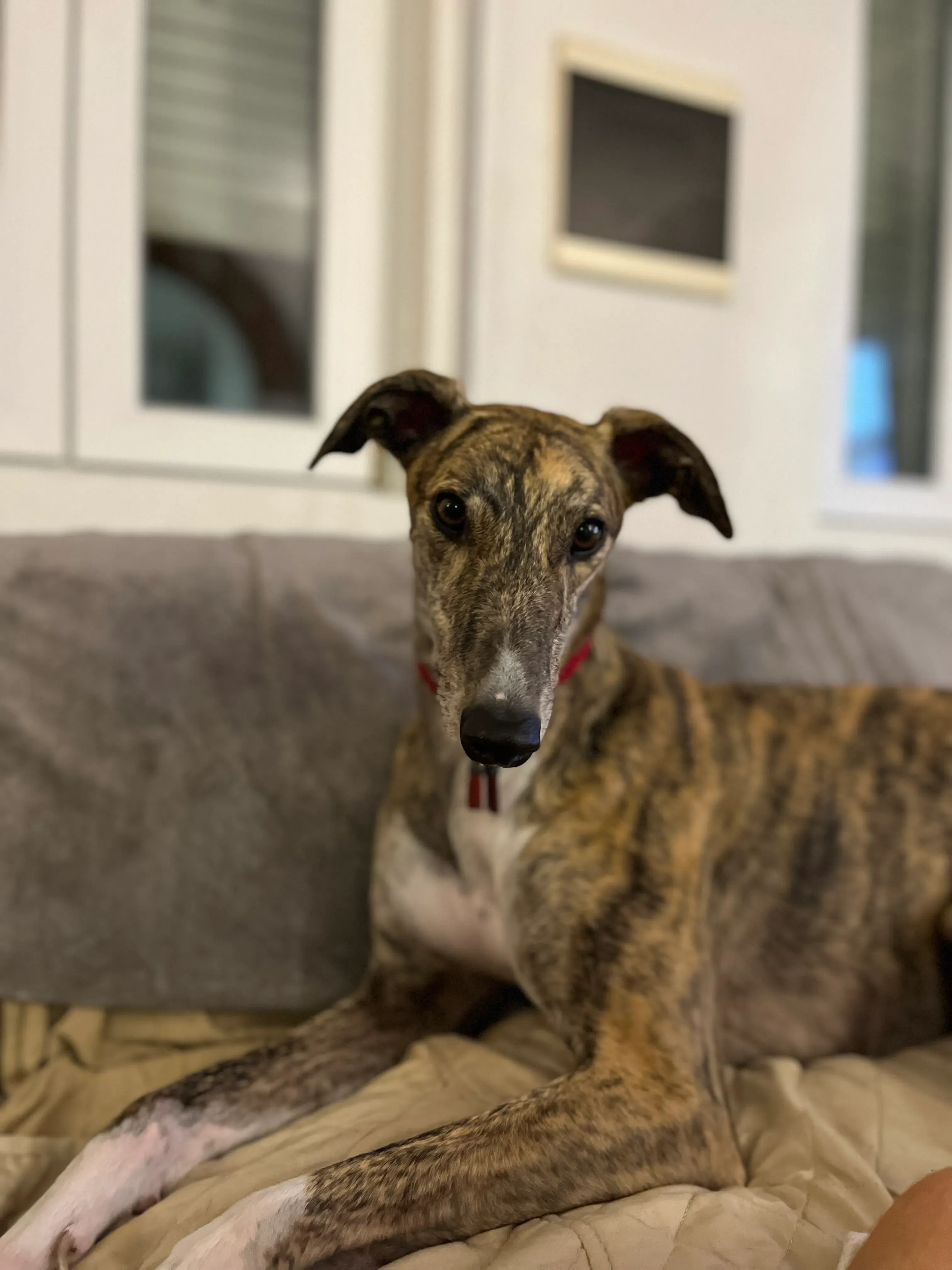blair greyhound pet levrieri felici casa 1