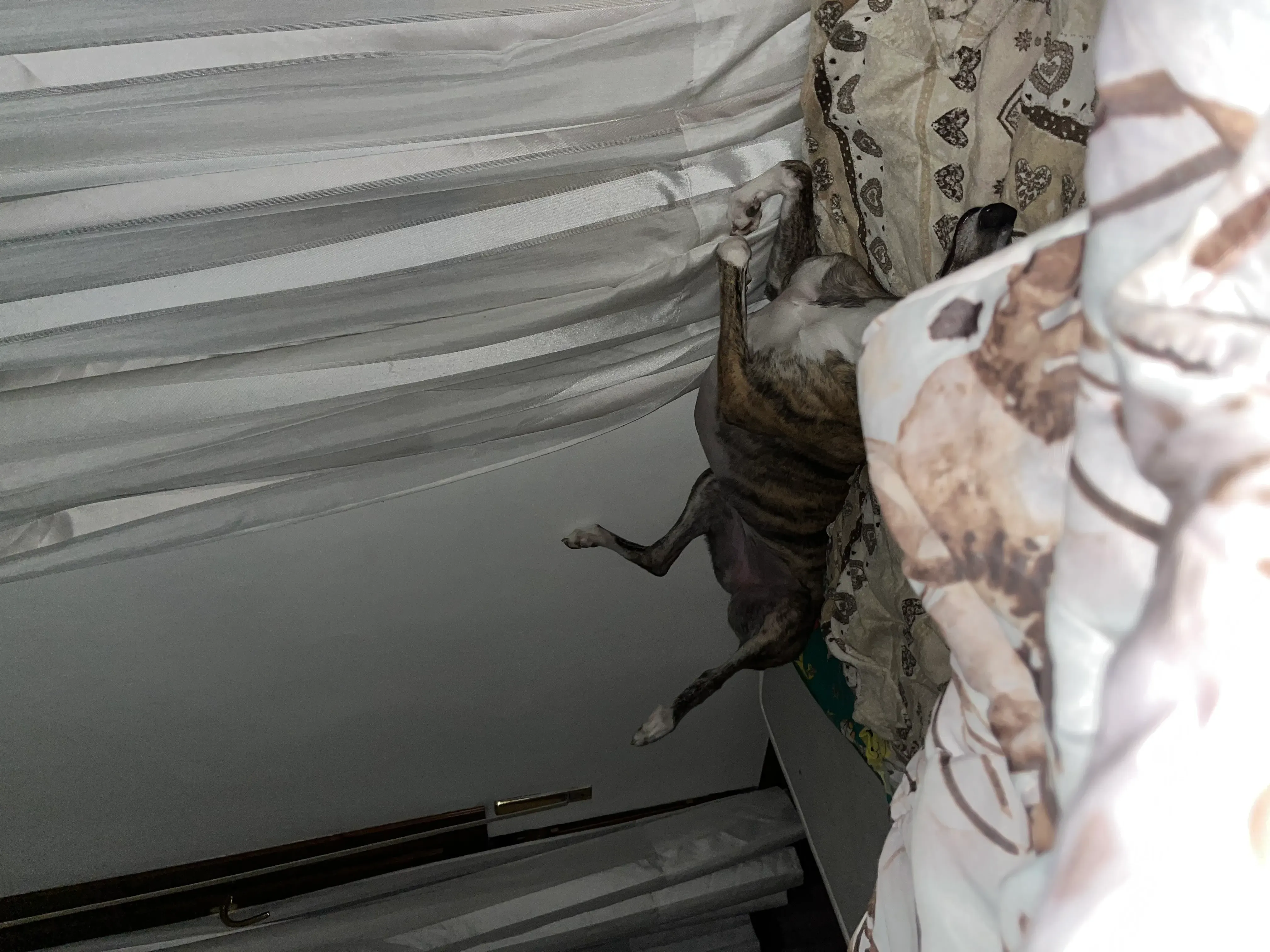 blair greyhound pet levrieri felici casa 2