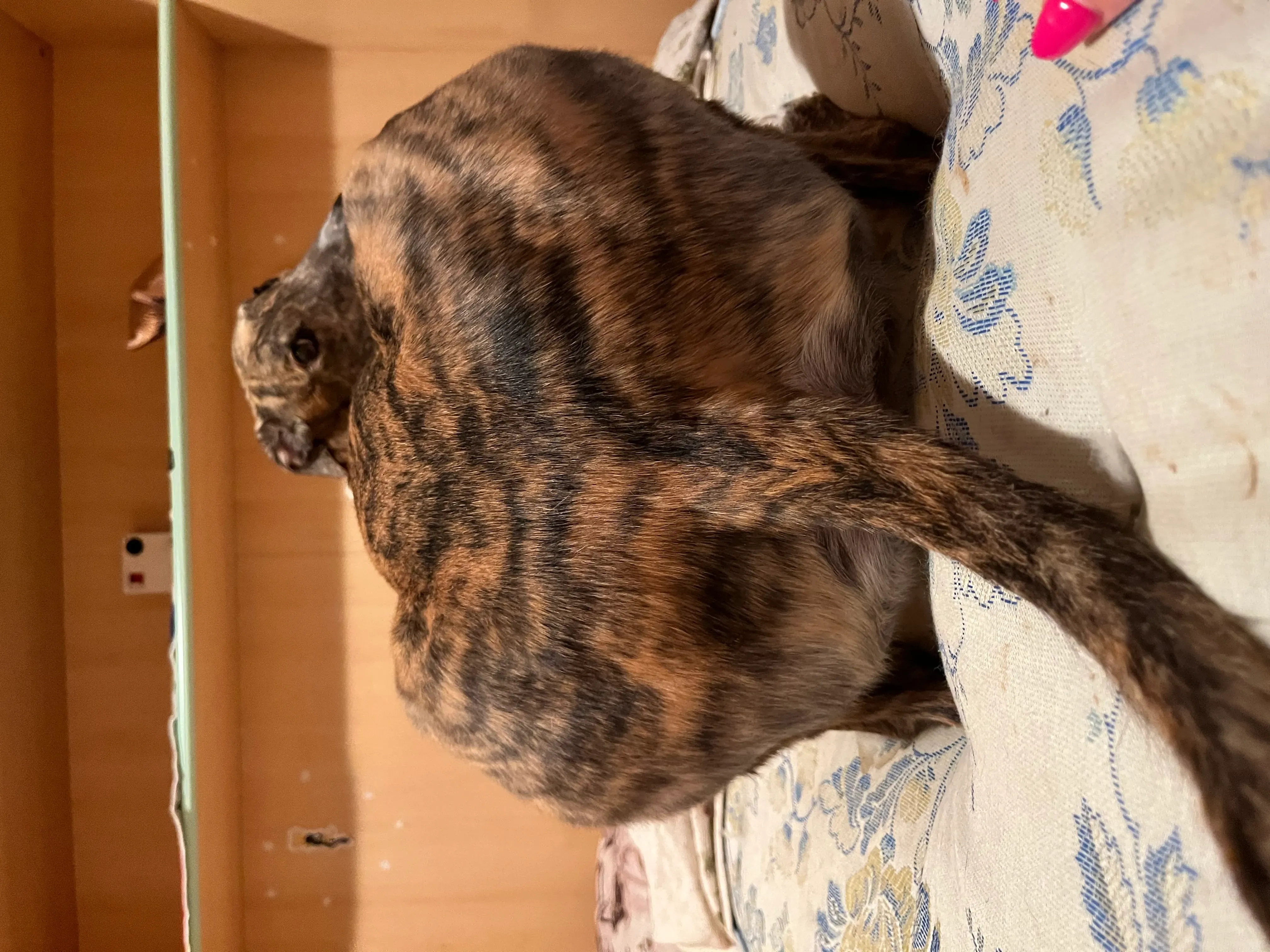 blair greyhound pet levrieri felici casa 3