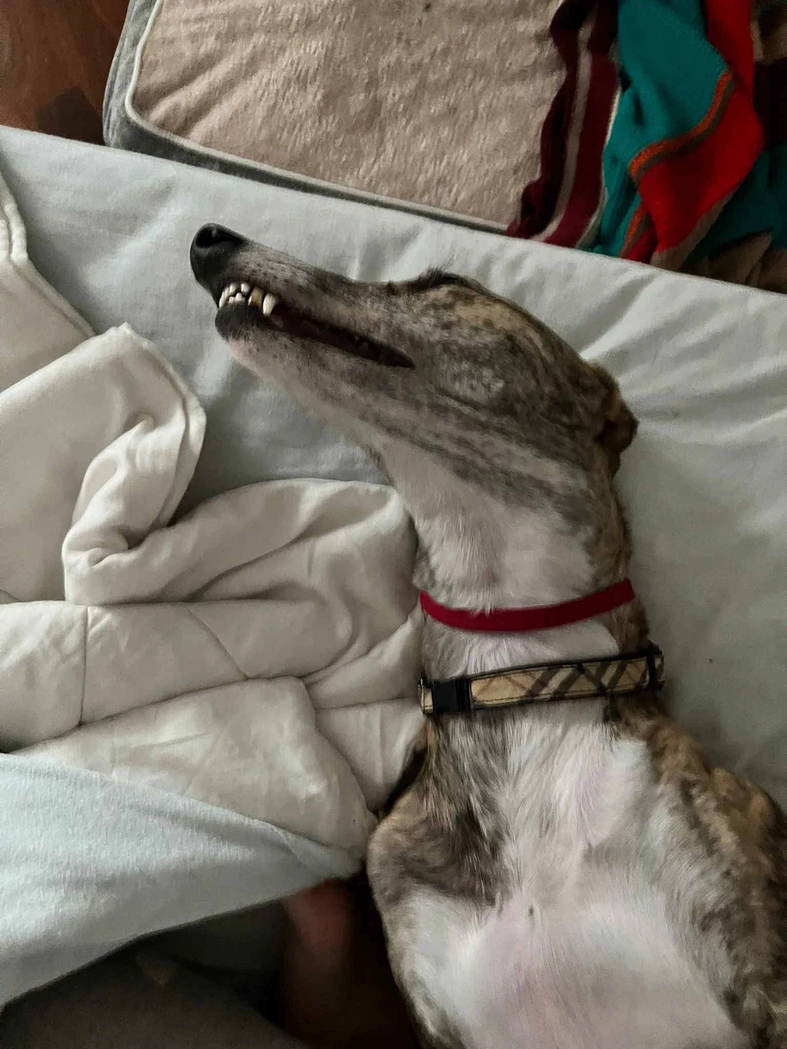 blair greyhound pet levrieri felici casa 4