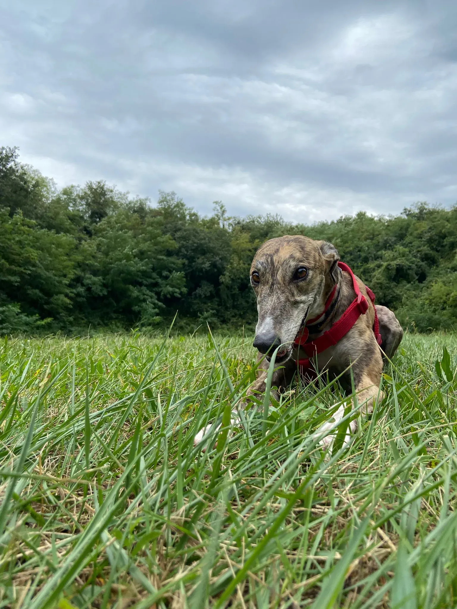 blair greyhound pet levrieri felici casa 5