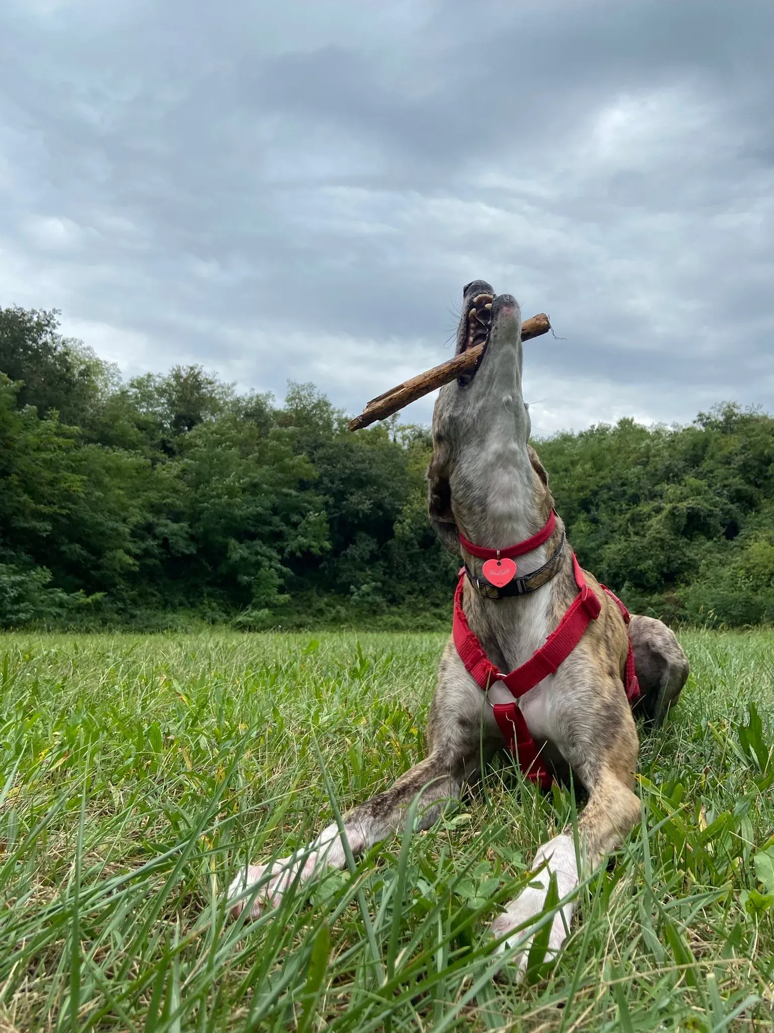 blair greyhound pet levrieri felici casa 6