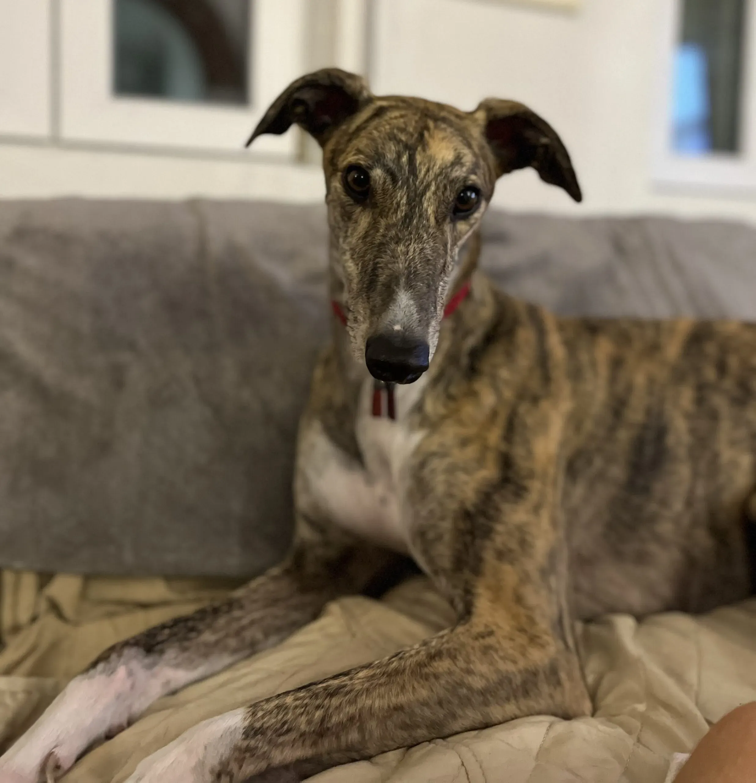 blair greyhound pet levrieri felici casa 7 scaled
