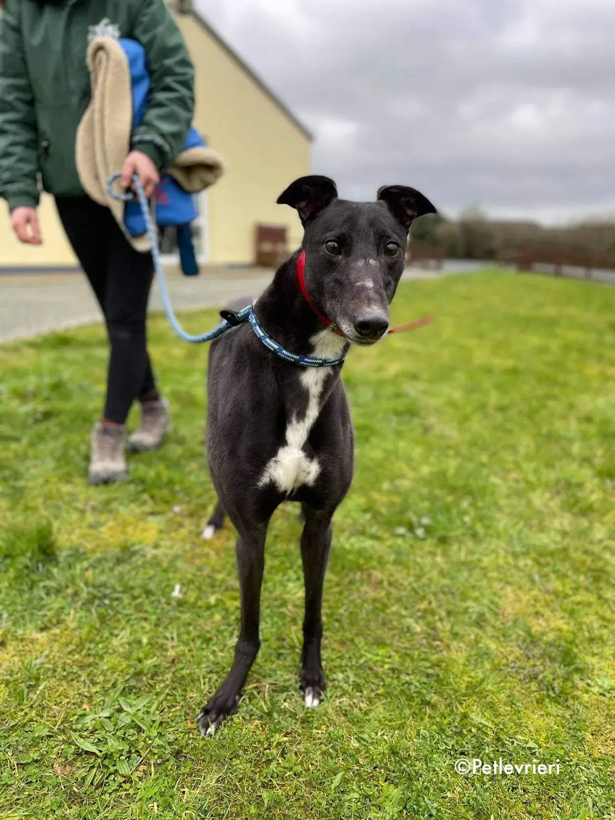 blakie adozione levrieri greyhound 1