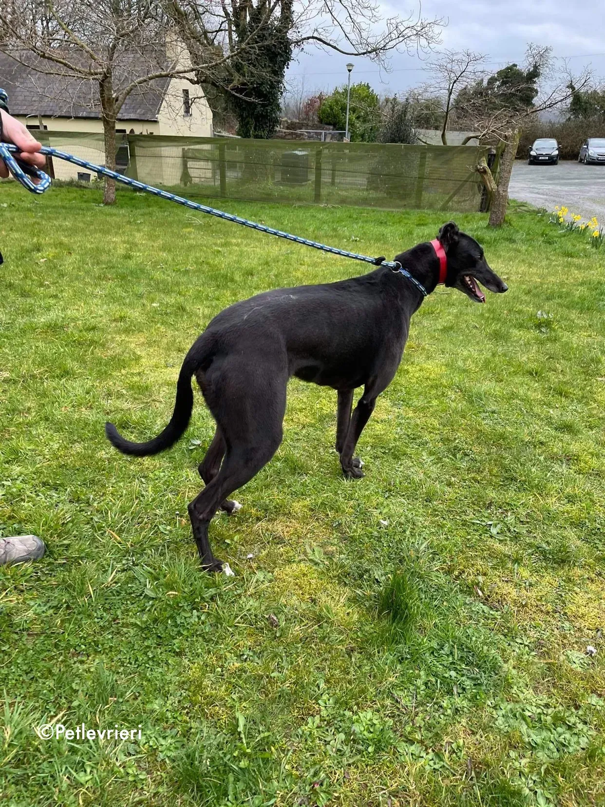 blakie adozione levrieri greyhound 12