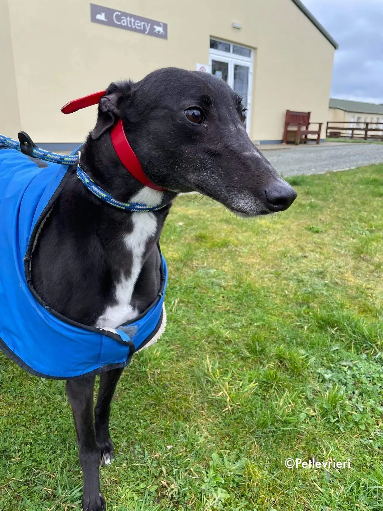 blakie adozione levrieri greyhound 14