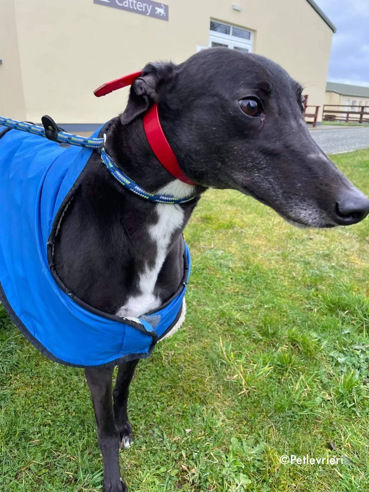 blakie adozione levrieri greyhound 15