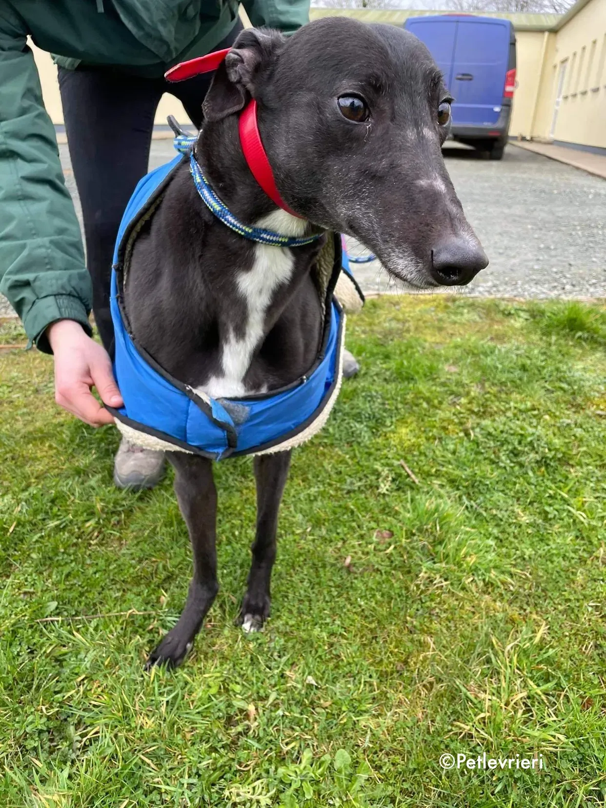 blakie adozione levrieri greyhound 16