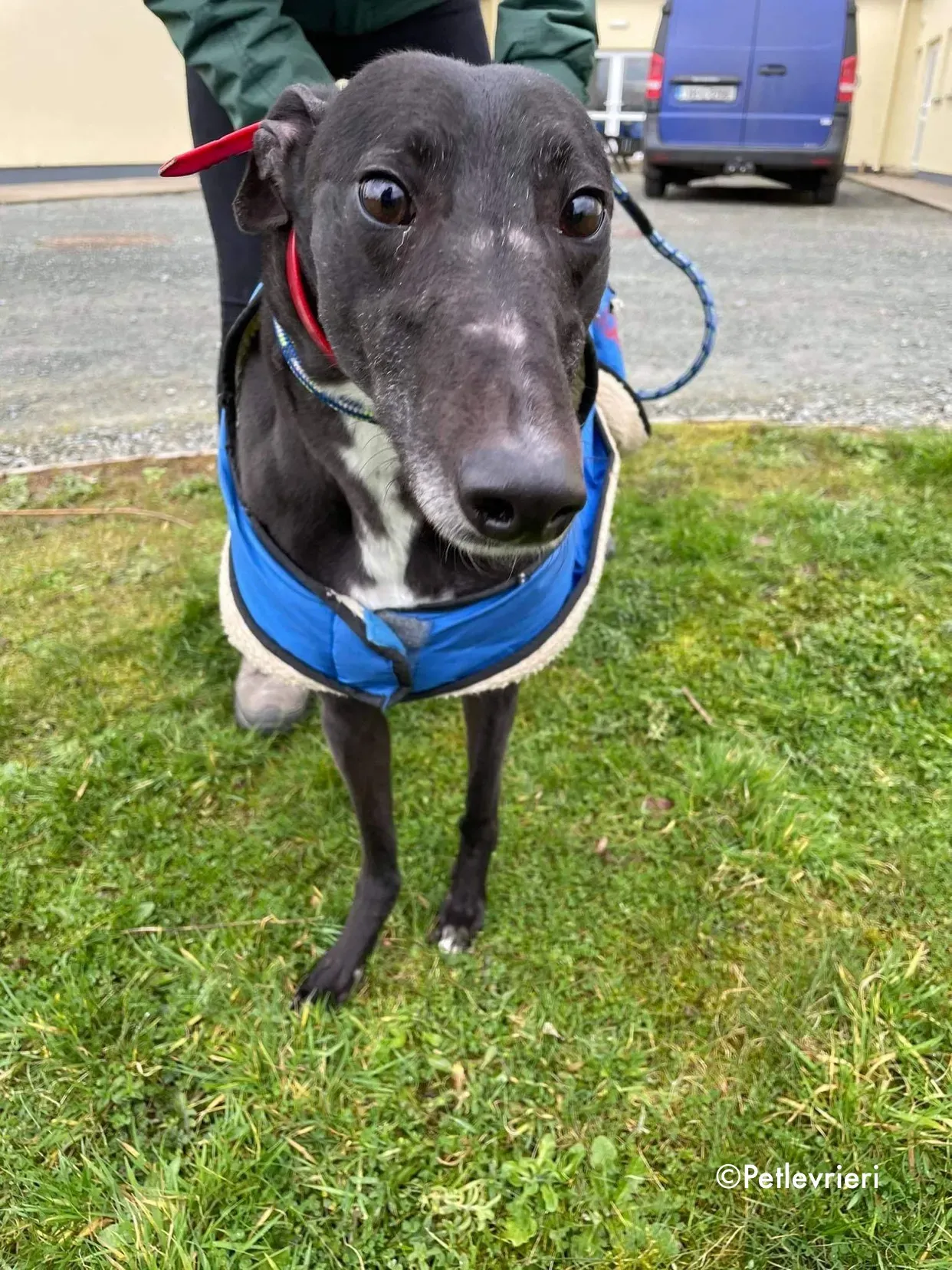 blakie adozione levrieri greyhound 17