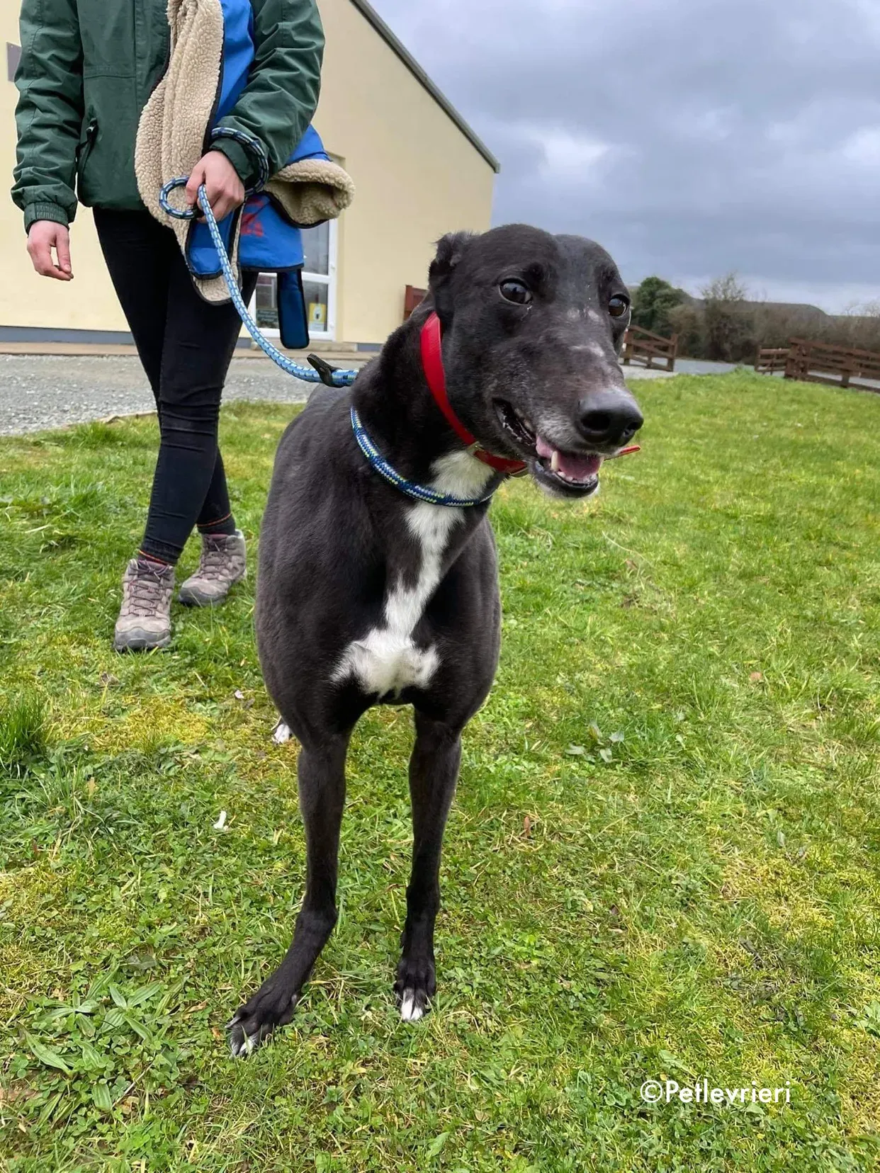 blakie adozione levrieri greyhound 5