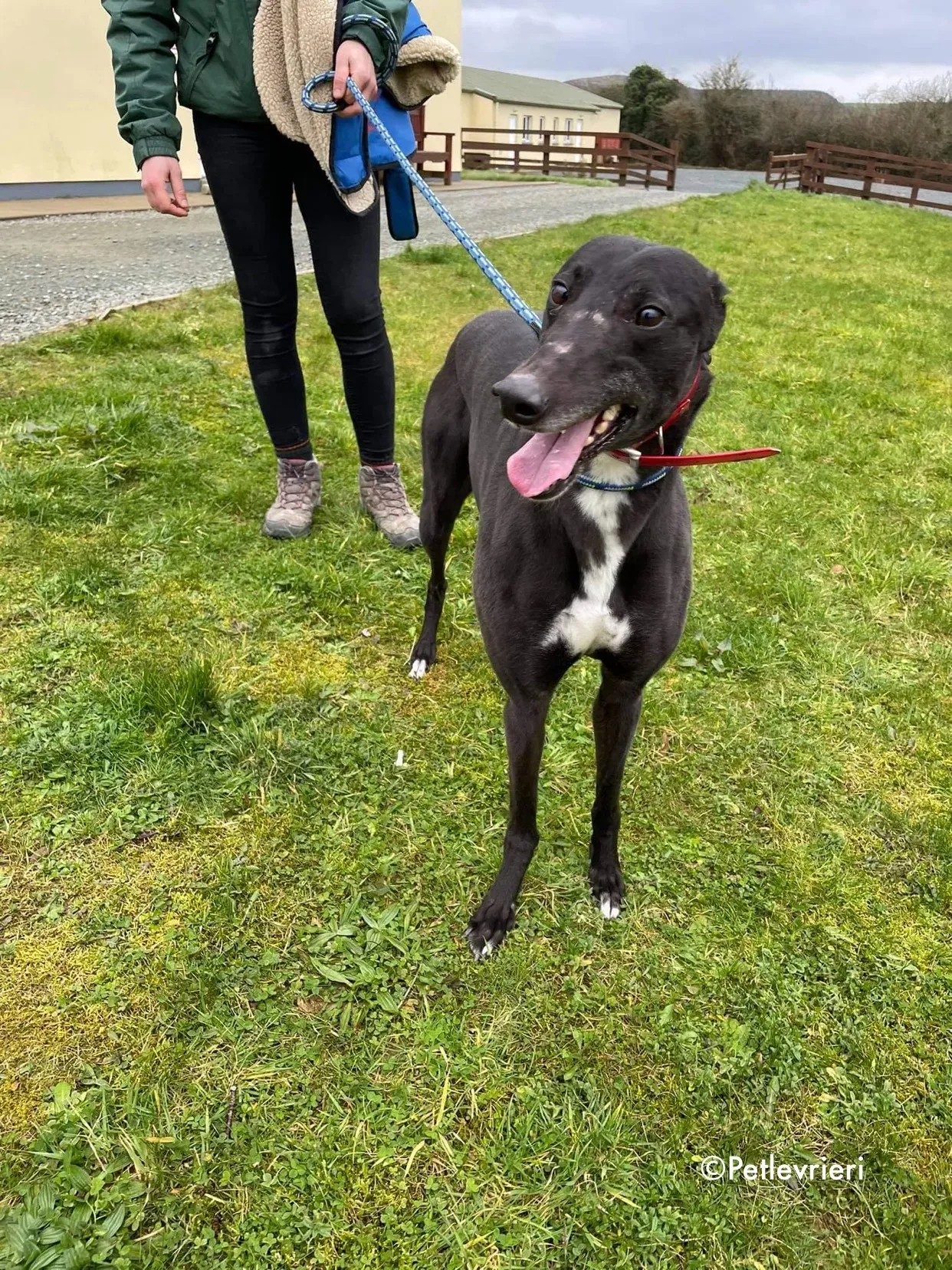 blakie adozione levrieri greyhound 8