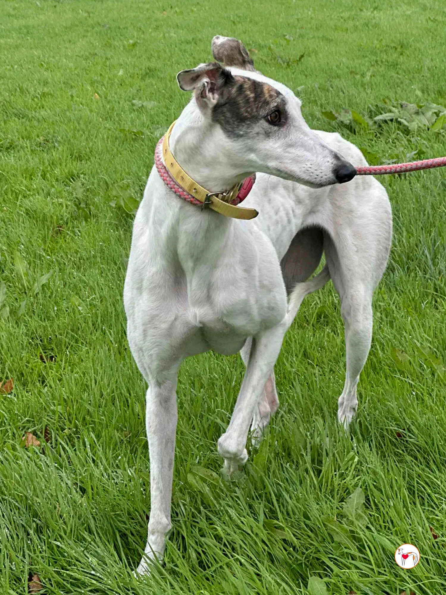 blanca grey adozione 1