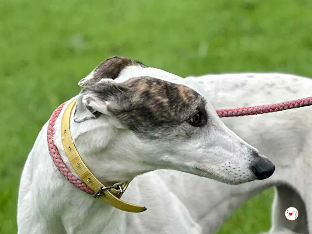 blanca grey adozione 10