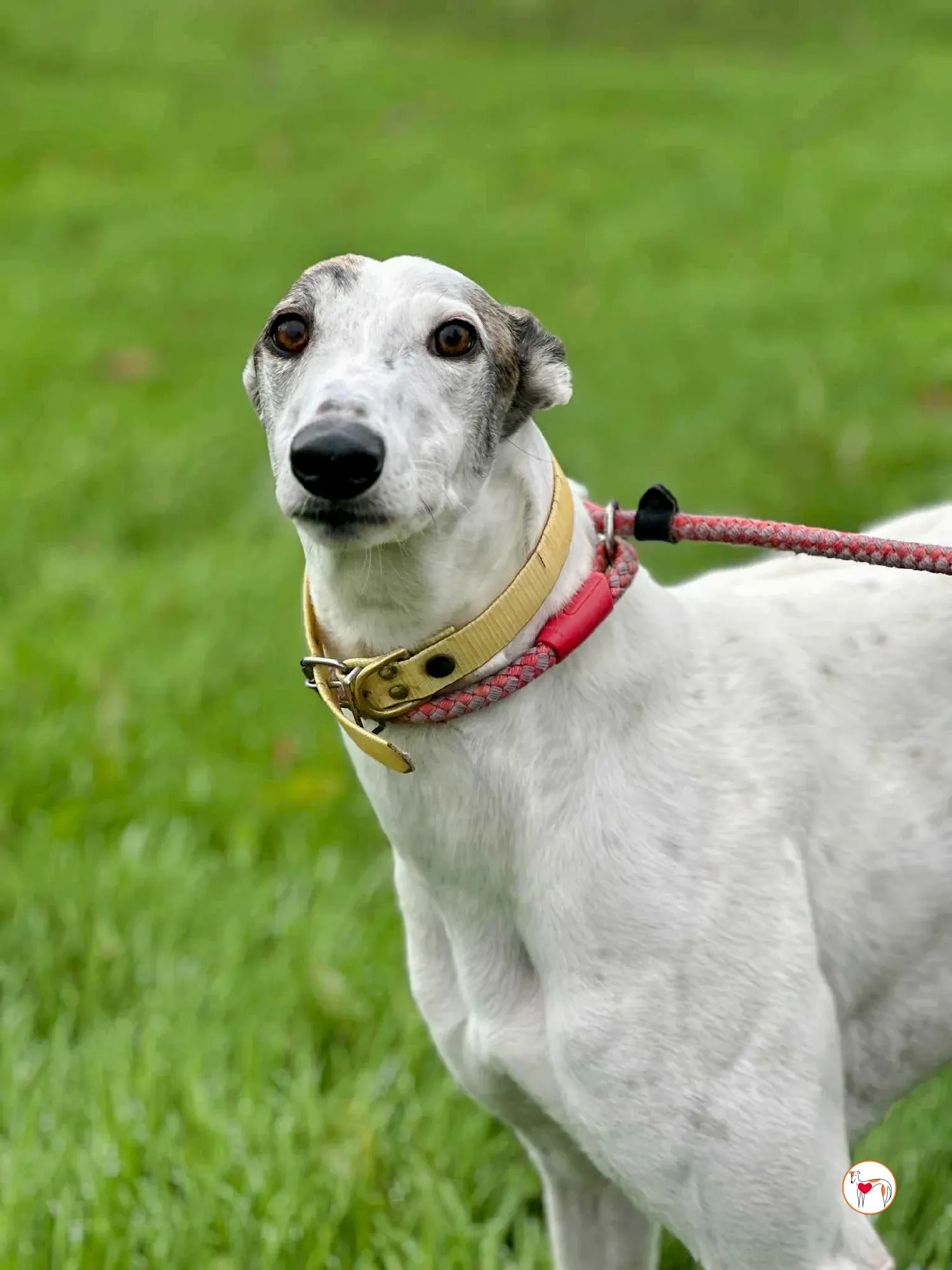 blanca grey adozione 11