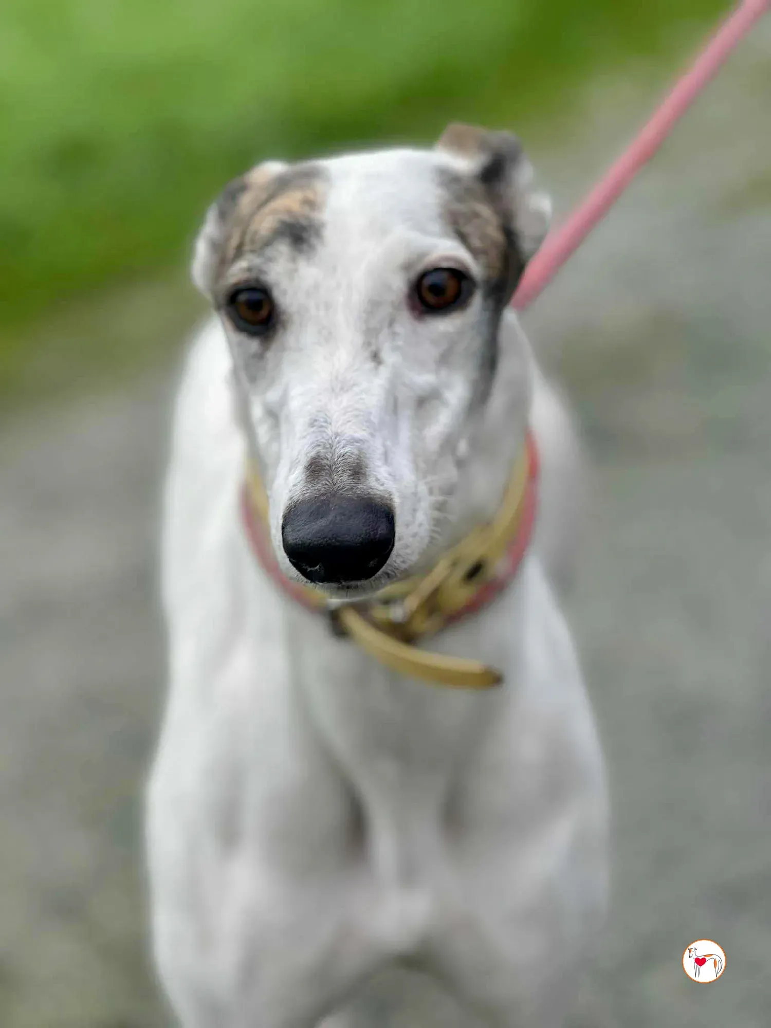 blanca grey adozione 12