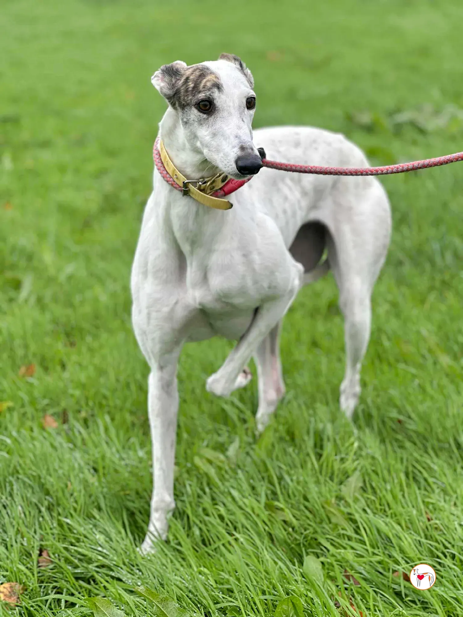 blanca grey adozione 13