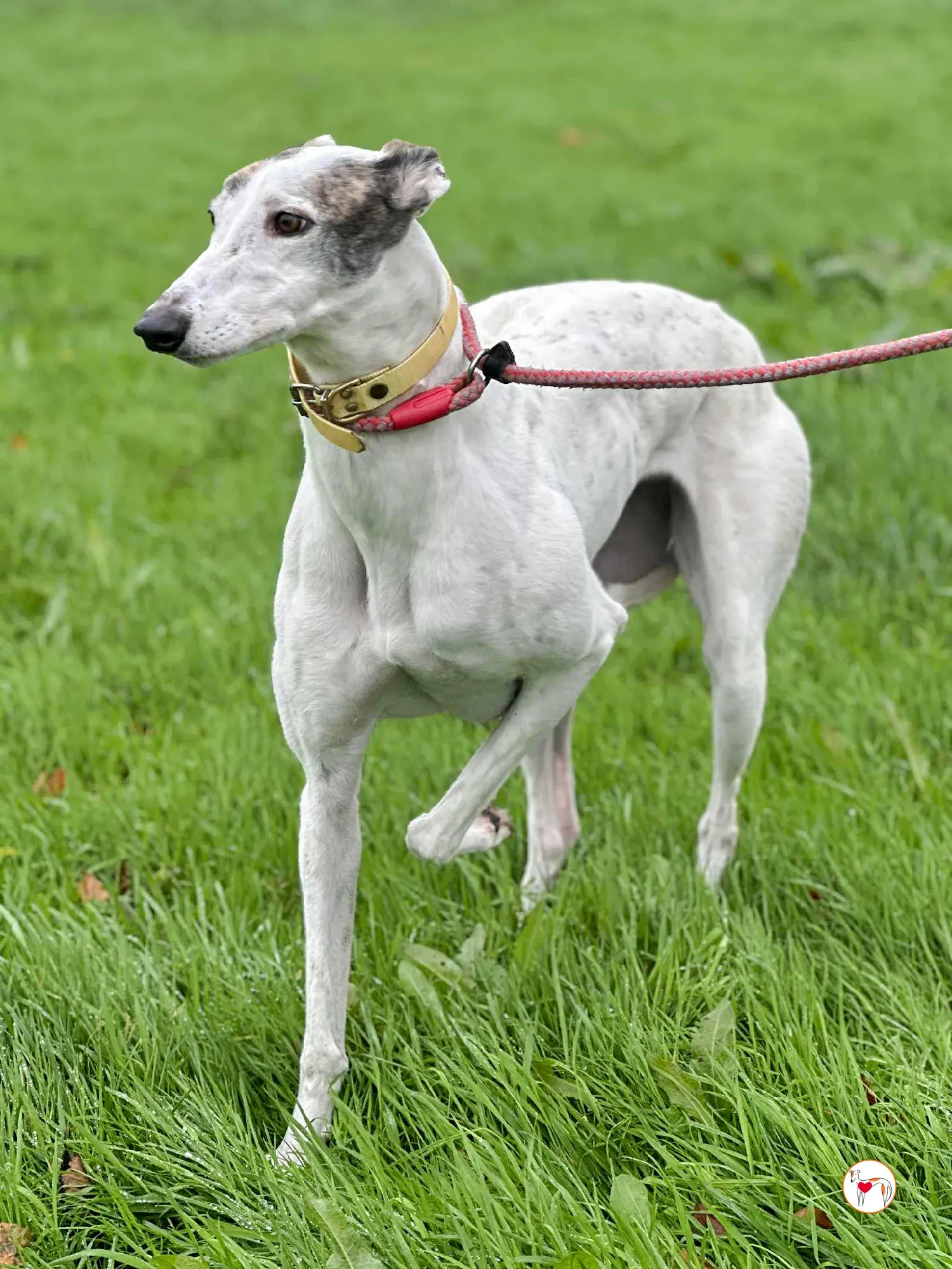 blanca grey adozione 14