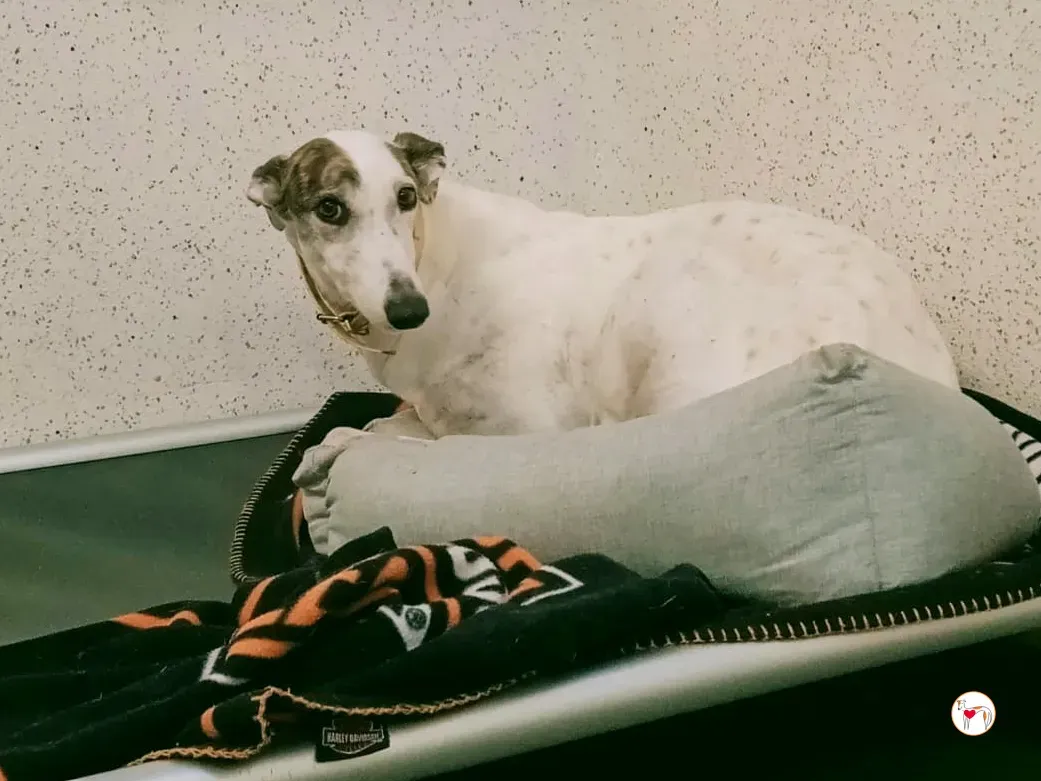 blanca grey adozione 15