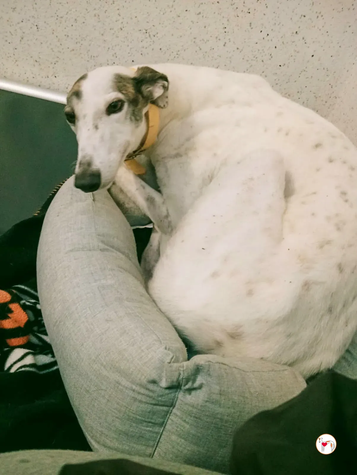 blanca grey adozione 16