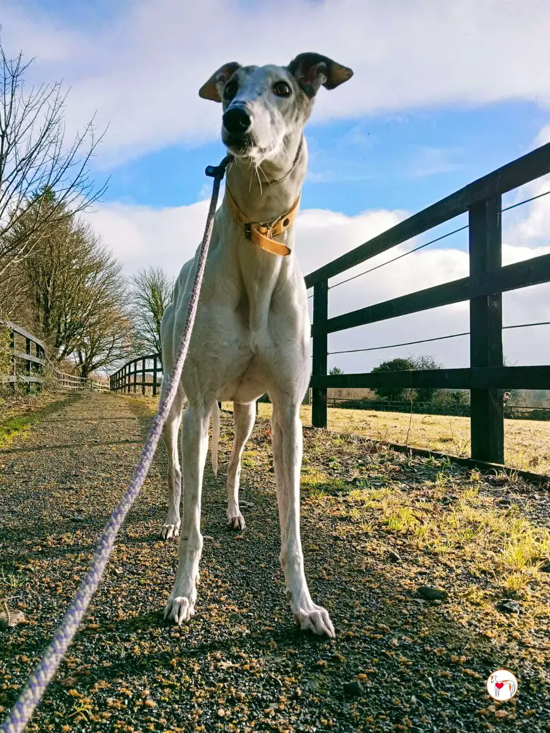 blanca grey adozione 17