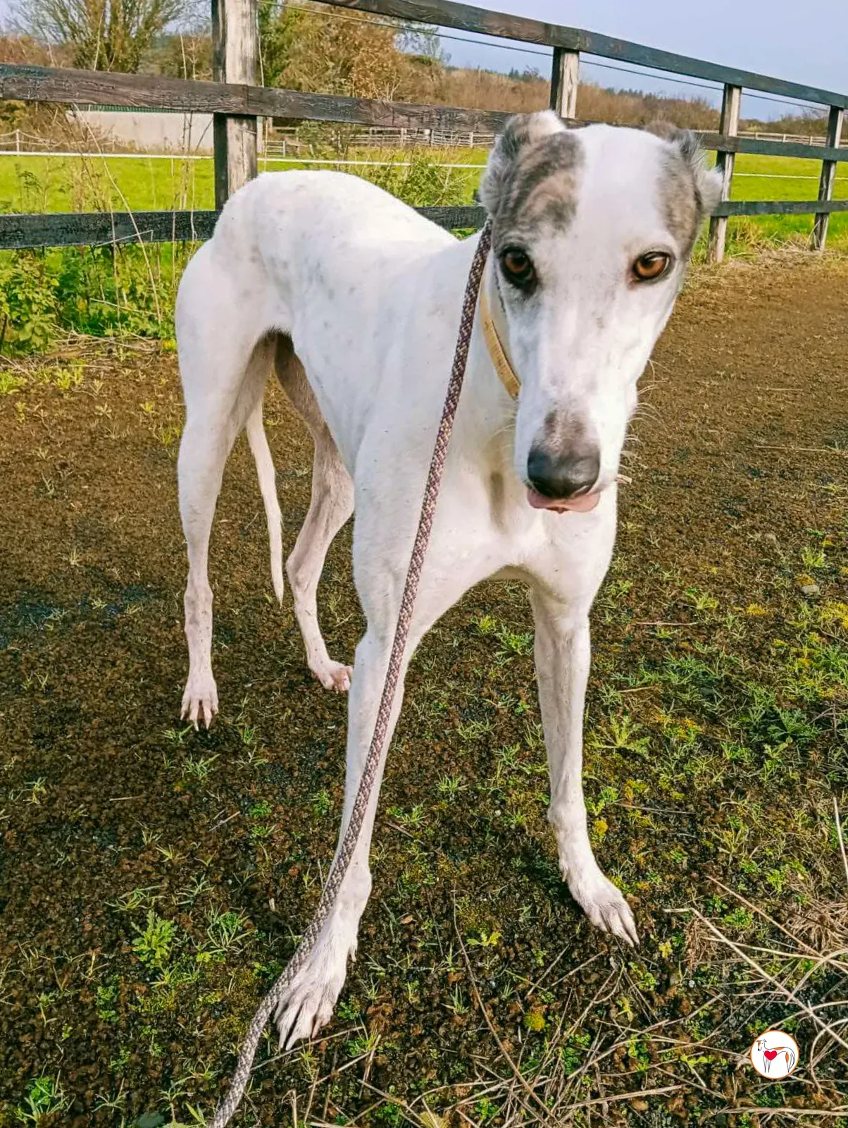 blanca grey adozione 18