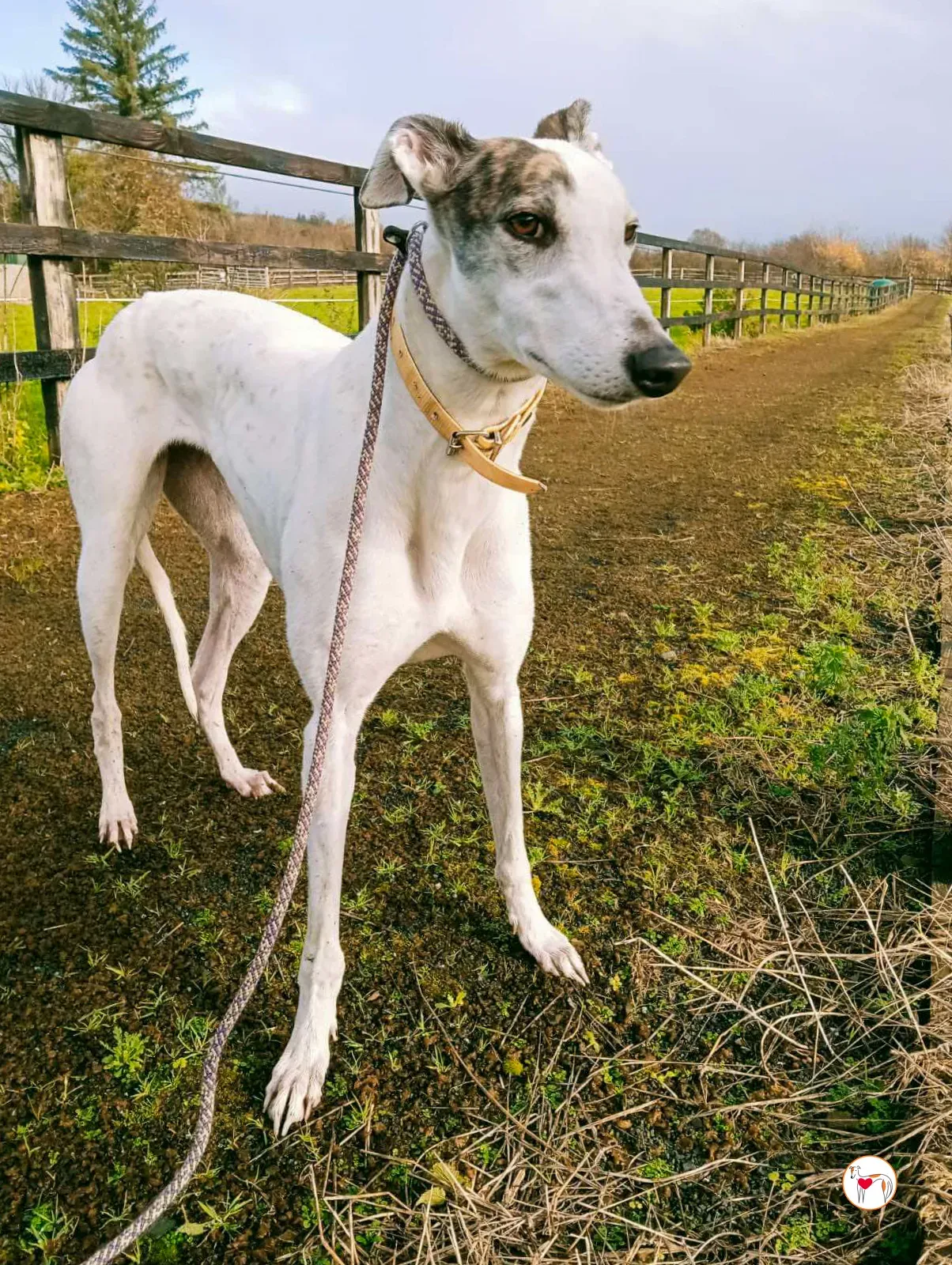 blanca grey adozione 19