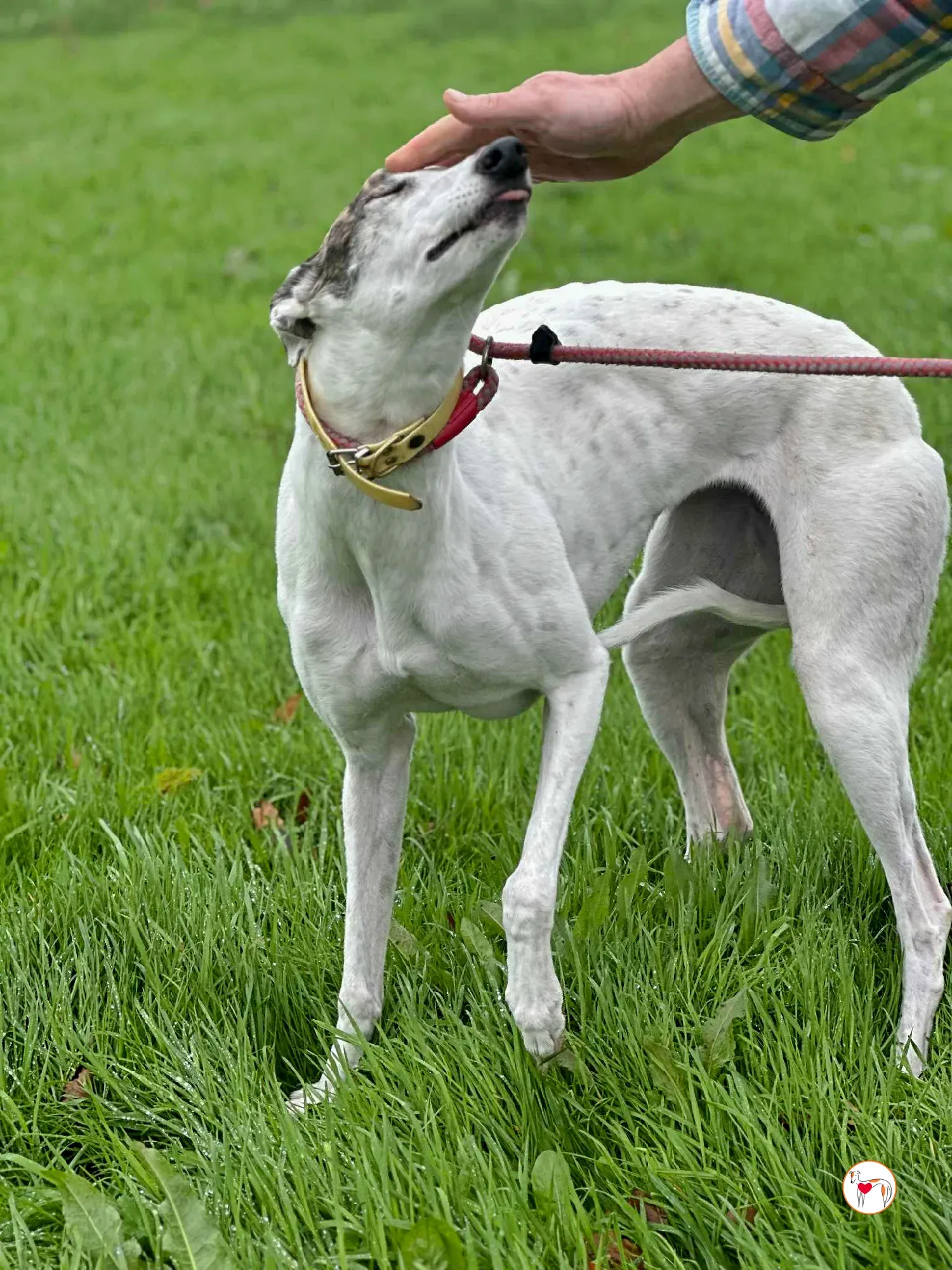 blanca grey adozione 2