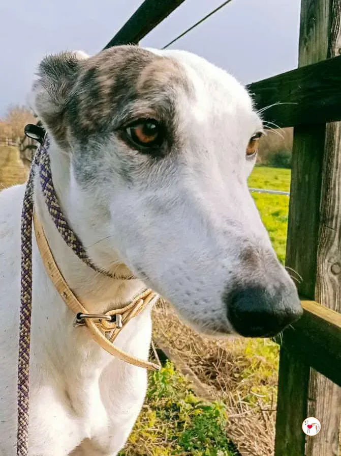 blanca grey adozione 20