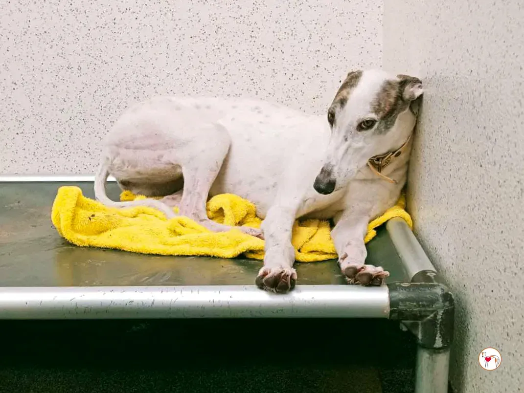 blanca grey adozione 21