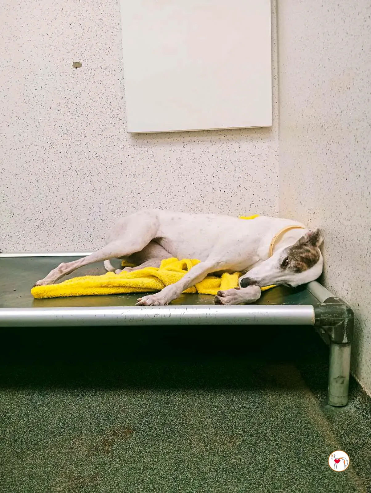 blanca grey adozione 22