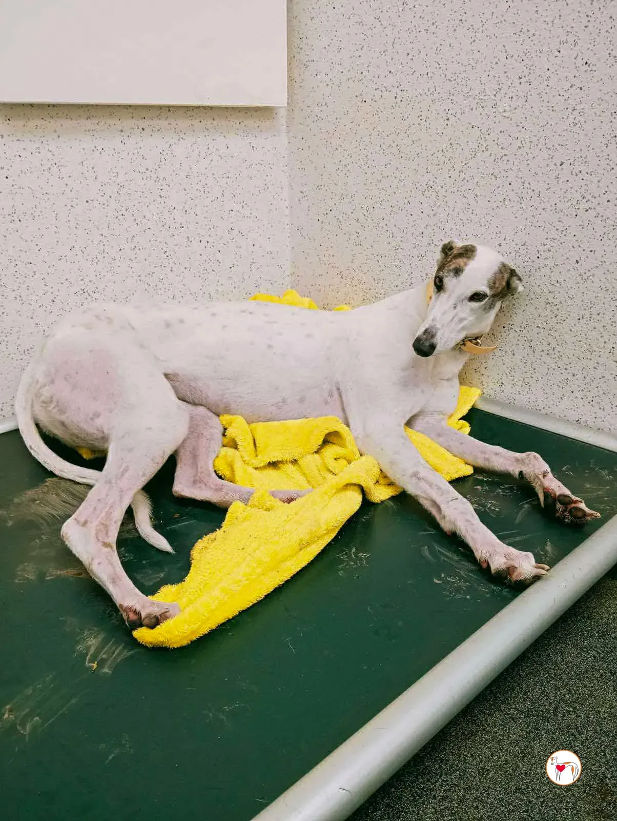 blanca grey adozione 23