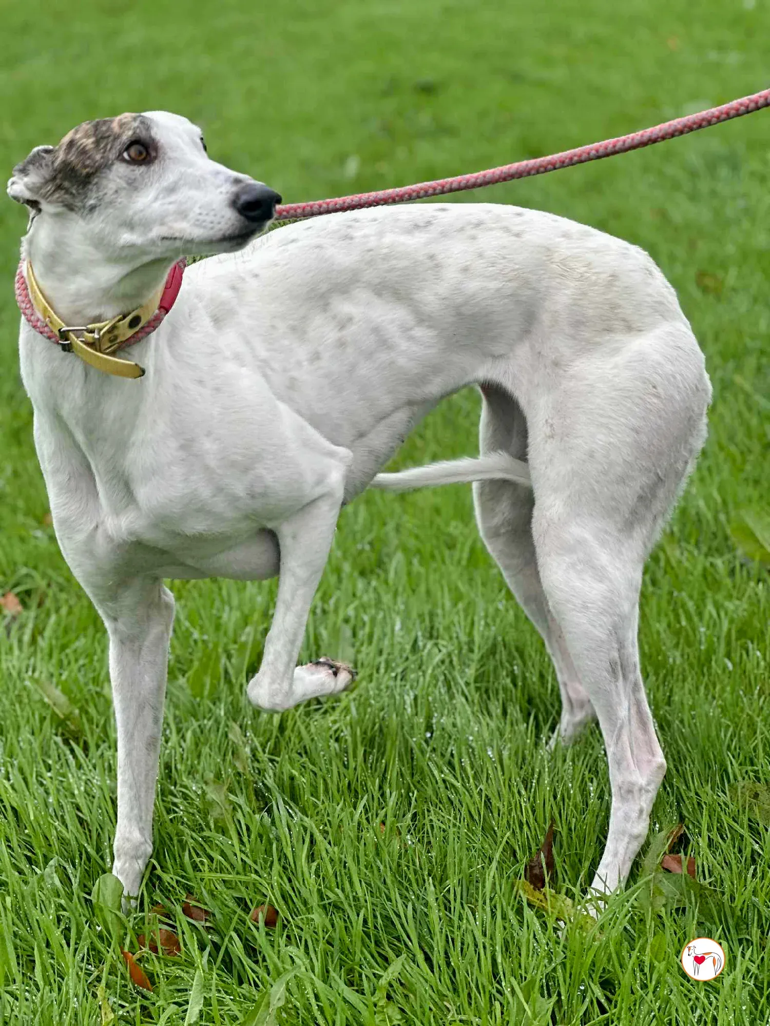 blanca grey adozione 3