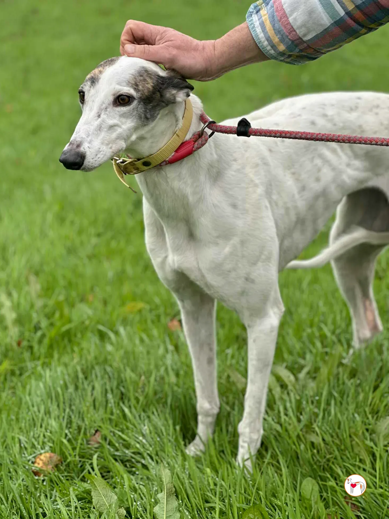 blanca grey adozione 4