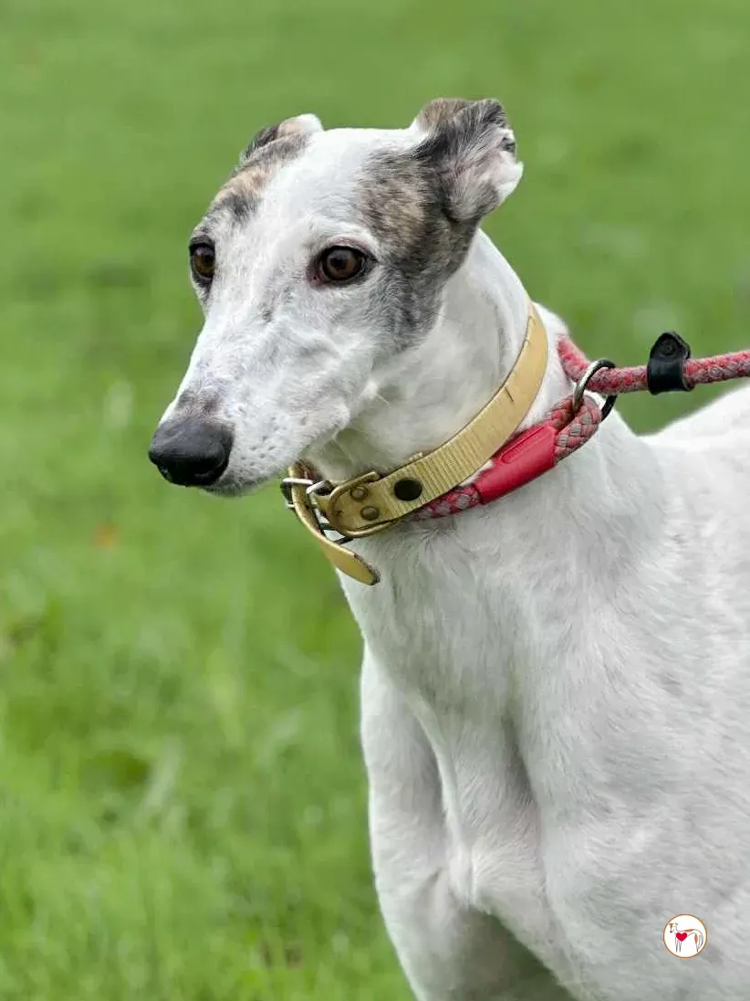 blanca grey adozione 5