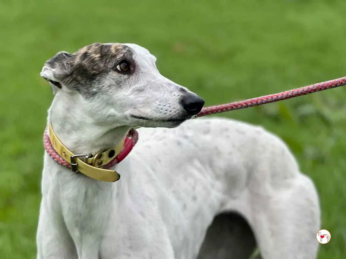 blanca grey adozione 6