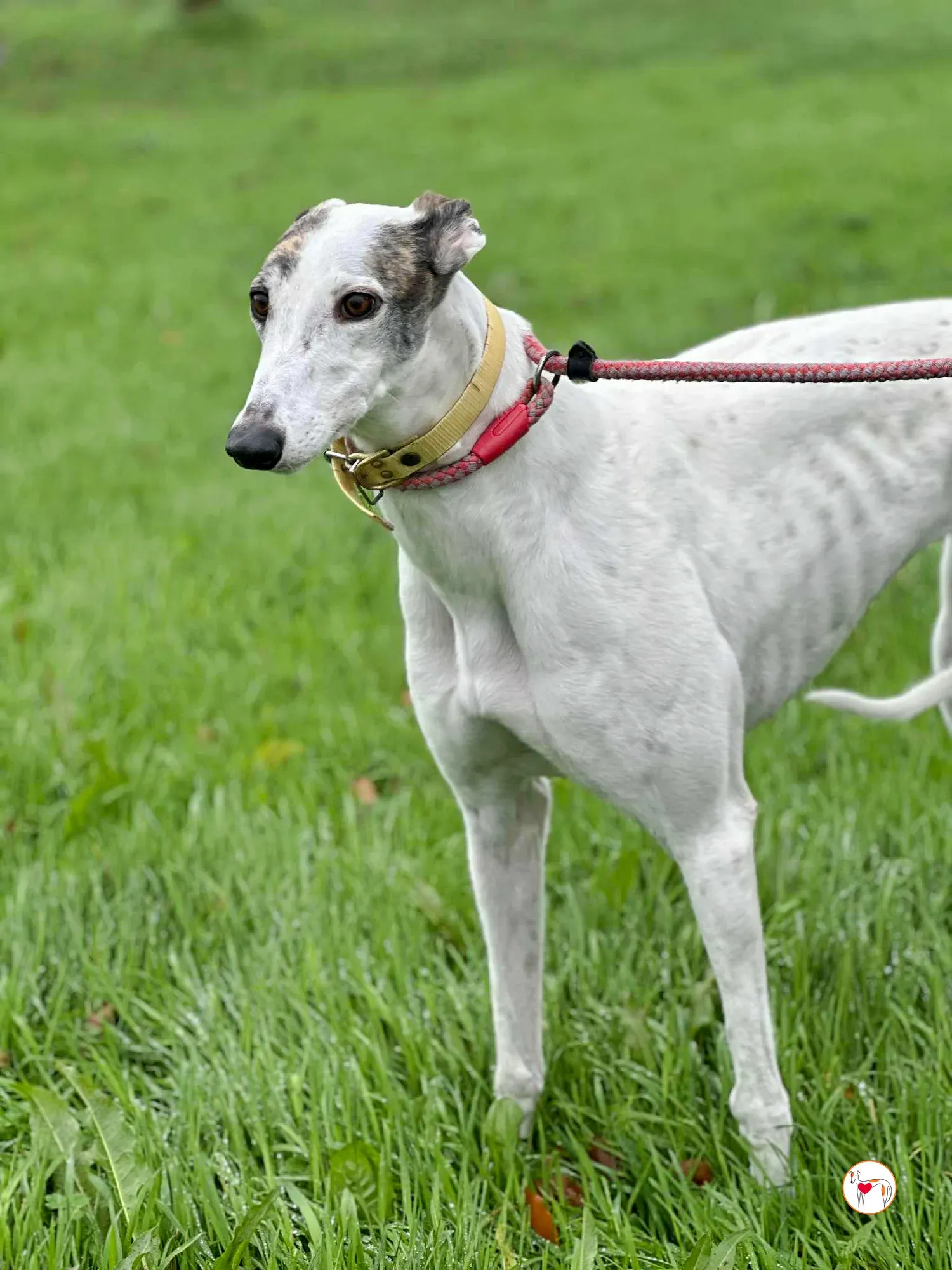 blanca grey adozione 7