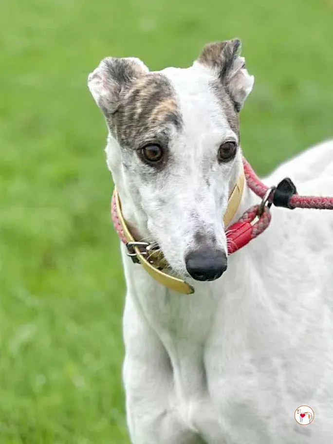 blanca grey adozione 8