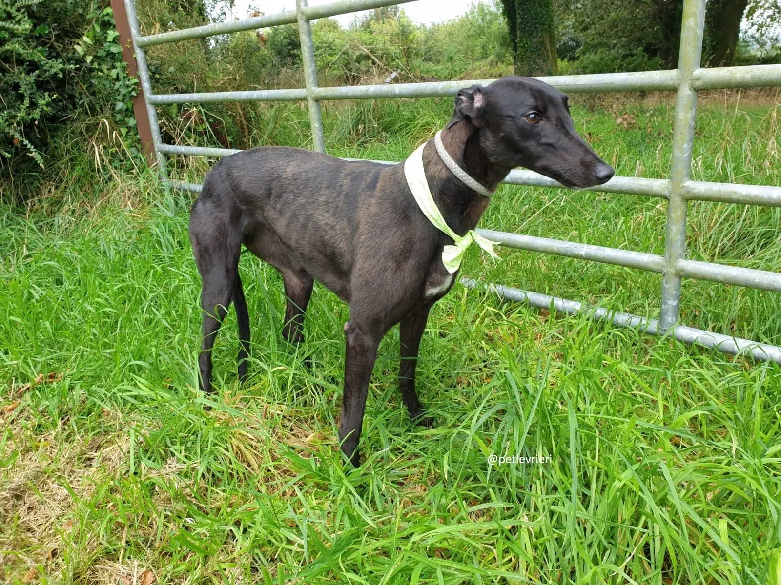 blanche adozione greyhound 1