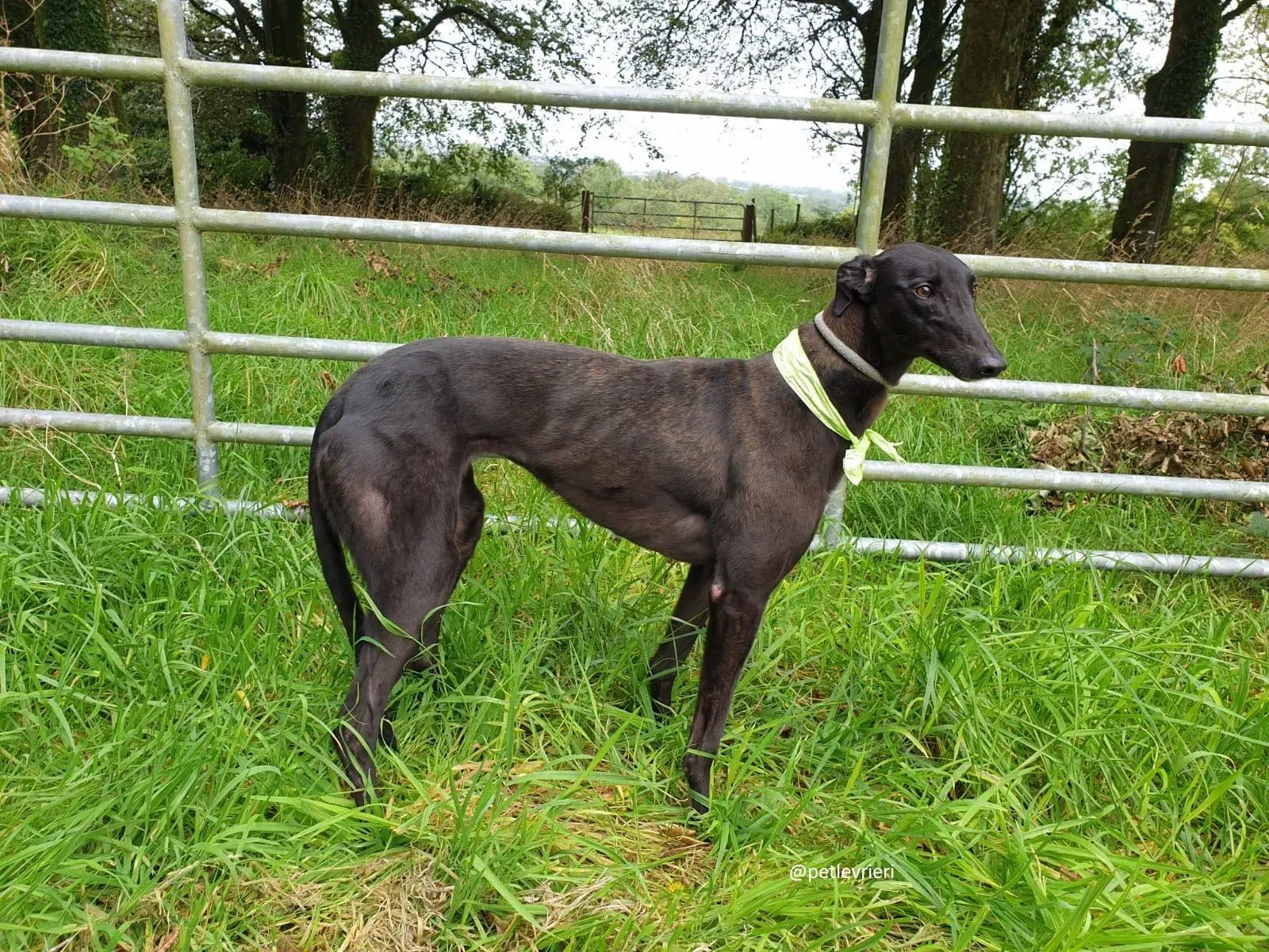 blanche adozione greyhound 2