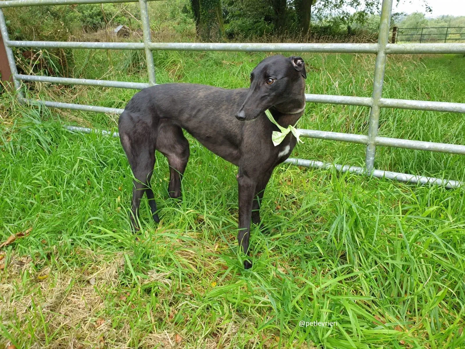blanche adozione greyhound 3