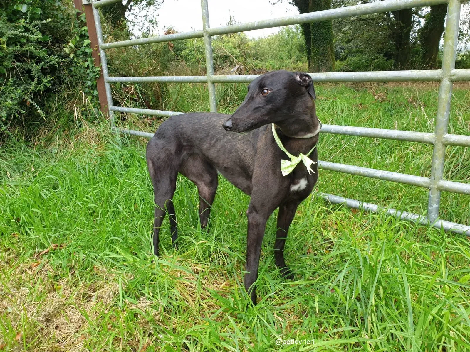 blanche adozione greyhound