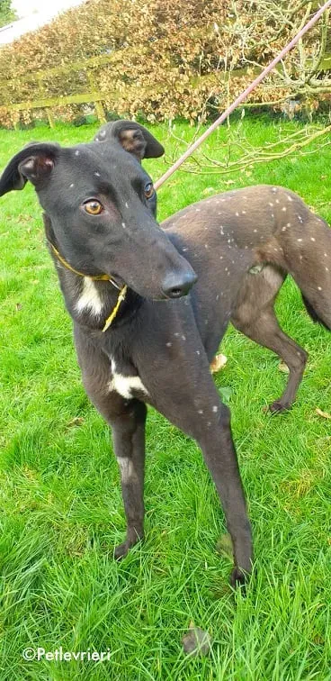 blizz adozione levrieri greyhound 1